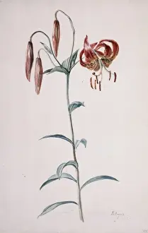 Lilium lancifolium, tiger lily