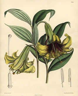 Lily Gallery: Lilium nepalense, yellow lily native to the Himalayas