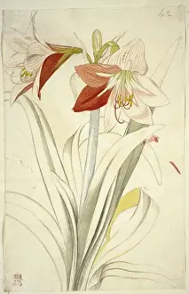 Lilium sp. lily