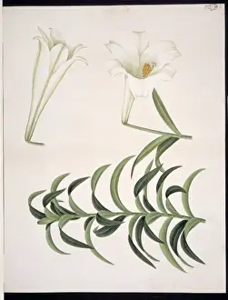 Lilium sp. Lily