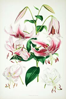 Hood Collection: Lilium speciosum