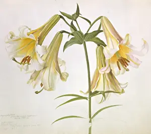 Lilian Prints: Lilium suffureum, sulphur lily