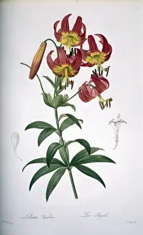 Redoute Prints: Lilium superbum, Turks cap lily
