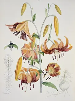 Lilium tigrinum, tiger lily