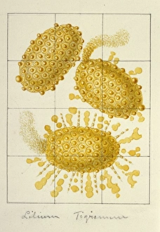 Francis Bauer Gallery: Lilium trigris, tiger lily pollen