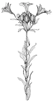 Midgley Collection: Lily Alstraemeria