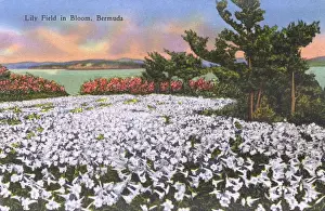 Overeas Prints: Lily Field in Bloom, Bermuda