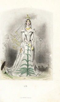 Lily Gallery: Lily flower fairy in white dress with veil
