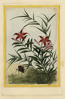 Lily Gallery: Lily, Lilium species