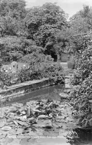 Lilies Prints: The Lily Pond at Cober Hill