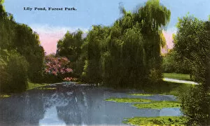Memphis Collection: Lily Pond, Forest Park, Memphis, Tennessee, USA