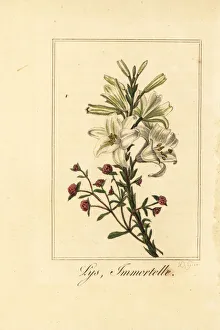 Images Dated 31st March 2020: Lily and red everlasting