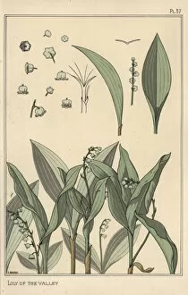 Lily of the valley, art nouveau botanical