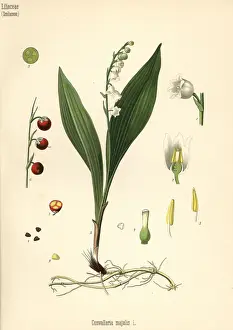 Lily of the valley, Convallaria majalis