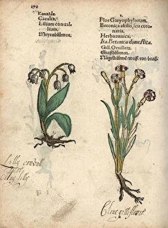 Woodcut Collection: Lily of the valley, Convallaria majalis