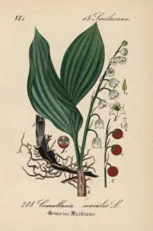 Lily of the valley, Convallaria majalis