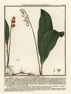 Colour Printing Prints: Lily of the valley, Convallaria majalis