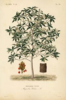 Alphonse Leon Gallery: Lilytree or Yulan magnolia, Magnolia denudata