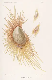 Bits Prints: Lima Tenera / Shellfish