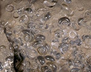 Eocene Gallery: Limacina mercinensis, holoplanktonic mollusc