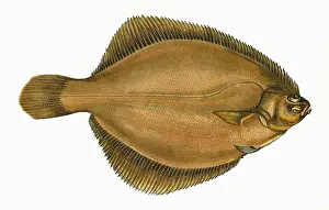 Limanda limanda, or Common Dab