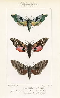 Alexis Collection: Lime hawkmoth, eyed hawkmoth, and poplar hawkmoth