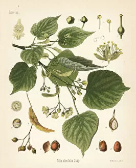 Herbal Gallery: Lime or linden tree, Tilia ulmifolia