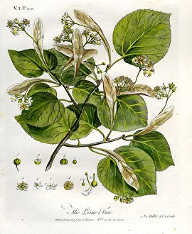 Lime Tree