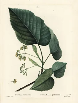 Moret Gallery: Lime tree, Tilia pubescens