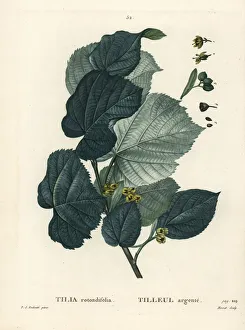 Moret Gallery: Lime tree, Tilia rotundifolia