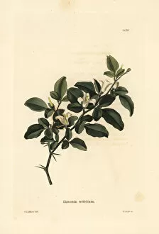 Lime Gallery: Limeberry, Triphasia trifolia
