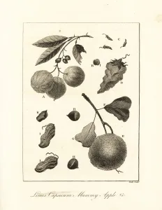 Chili Collection: Limes, peppers, mammy apple and nuts