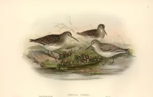 Sandpiper Prints: Limicola falcinellus, broad-billed sandpiper