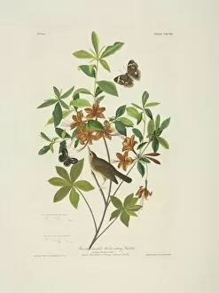 Azalea Gallery: Limnothlypis swainsoni, Swainsons warbler