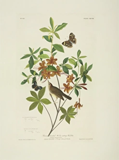 Azalea Gallery: Limnothlypis swainsoni, Swainsons warbler