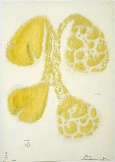 Francis Bauer Gallery: Limodorum altum, squashed orchid pollina
