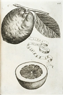Limon incomparabilis, Incomparable Lemon
