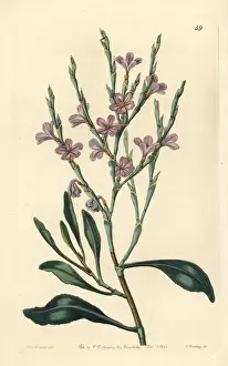 Limoniastrum monopetalum