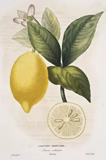 Citrus Limon Collection: Limonier ordinaire, Limone ordinario