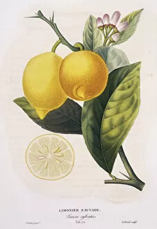 Citrus Limon Collection: Limonier sauvage, Limone sylvatico