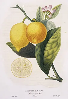 Citrus Collection: Limonier sauvage, Limone sylvatico