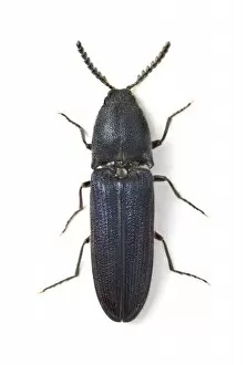 Beetles Collection: Limoniscus violaceus, violet click