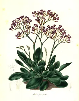 Limonium Prints: Limonium puberulum