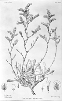 Labiatae Collection: Limonium recurvum, sea lavendar
