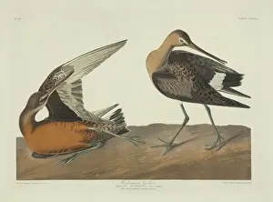 Wader Prints: Limosa haemastica, Hudsonian godwit