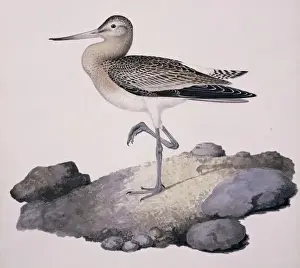 Limosa lapponica, bar-tailed godwit