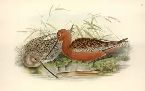 Charadriiformes Prints: Limosa lapponica, bar-tailed godwit