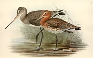 Charadriiformes Prints: Limosa limosa, black-tailed godwit