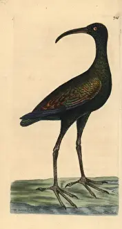Limpkin or carrao, Aramus guarauna