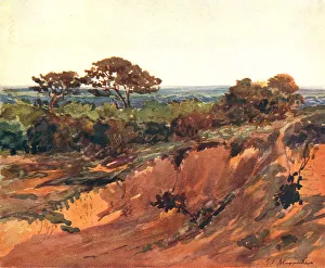 Sandy Prints: Limpsfield Common